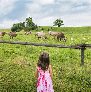 德国巴伐利亚州富森女孩在田野里看着奶牛放牧的真实景象
