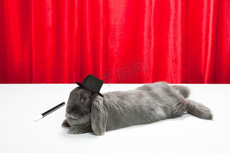 兔子戴着魔术棒大礼帽