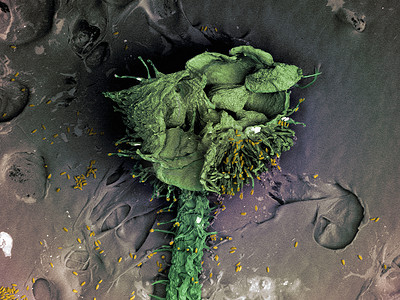 玫瑰雄蕊的扫描电子显微镜图像
