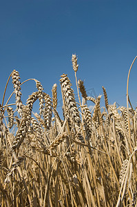 田间成熟小麦的特写镜头