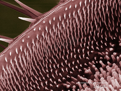 昆虫触须摄影照片_金龟子触须的彩色扫描电子显微镜