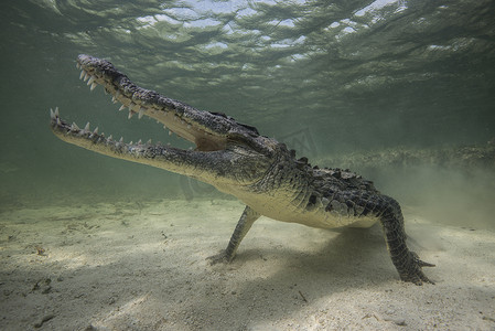 墨西哥钦克罗浅滩海底的领地美洲鳄鱼