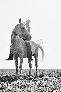 田野中骑马的妇女黑白肖像