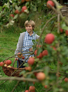 男孩在收获的时候摘苹果