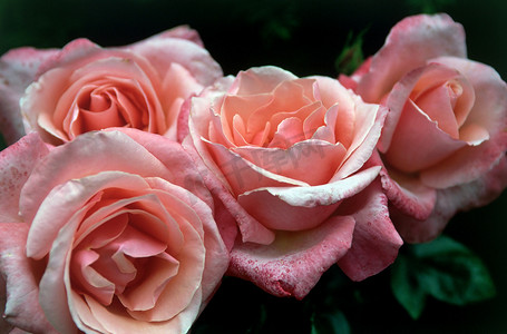 粉色玫瑰花瓣摄影照片_粉色玫瑰