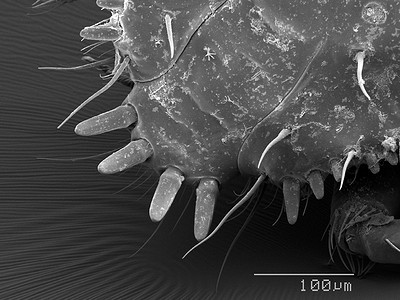 甲虫头部扫描电子显微镜