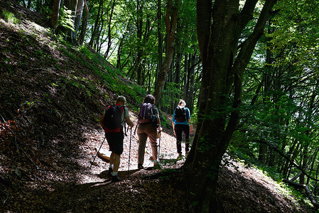 成年男女徒步穿越森林的背影