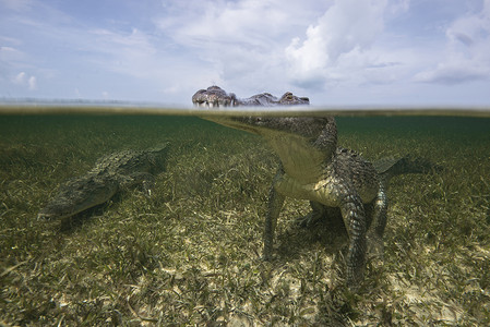 墨西哥钦克罗班克斯海面美洲鳄鱼