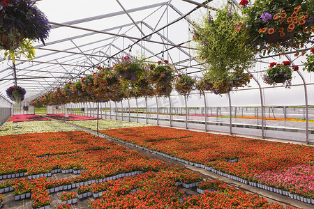 美目摄影照片_商业温室挂着一排排橙色的牵牛花和红色的天竺葵花还有红色白色红色和粉色的海棠