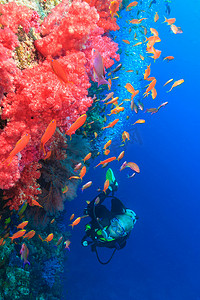潜水员在珊瑚礁赏鱼