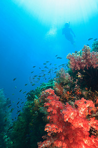 潜水员在珊瑚礁中游泳