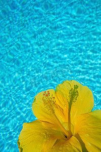 水面花瓣摄影照片_漂浮在水面上的黄花