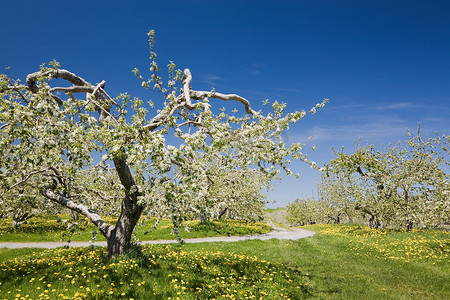 农用地摄影照片_春天的果园里的苹果树
