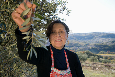 一名意大利女子正在采摘橄榄