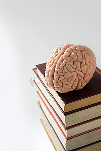 书本上的大脑