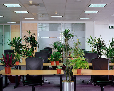 空荡荡的办公室里的植物