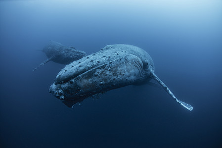 美目摄影照片_座头鲸的水下景观雷维拉吉多群岛科利马墨西哥