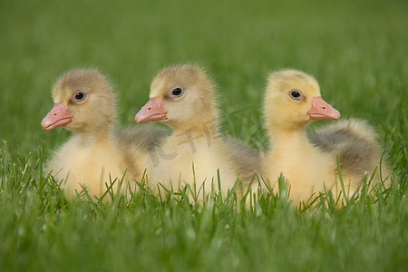 草地上的三只鹅