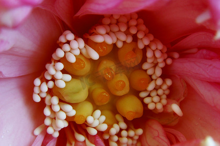 白色和黄色雄蕊的粉色花瓣花的微距摄影
