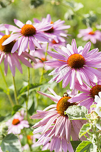 花朵摆动摄影照片_粉红色紫锥菊花朵特写
