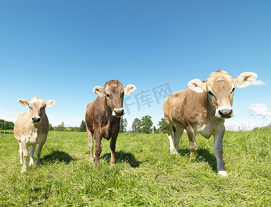 牛铃摄影照片_田野里的奶牛