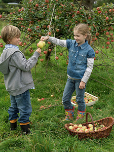 苹果游戏摄影照片_女孩和男孩一起摘苹果