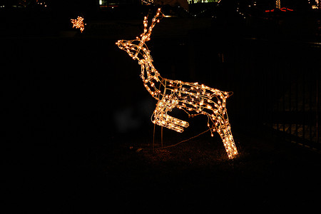 可爱的圣诞鹿摄影照片_被照亮的驯鹿