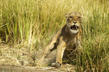 母狮美洲豹冲锋保护草丛中的幼崽
