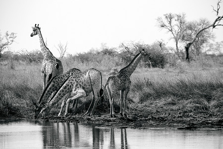奥卡万戈三角洲博茨瓦纳长颈鹿塔在水盘前喝水