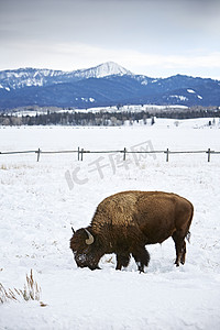 美国怀俄明州大提顿国家公园美国水牛在雪中吃草