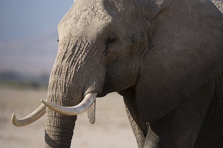 非洲象安博塞利国家公园肯尼亚非洲