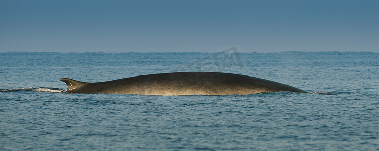 浮出水面的长须鲸