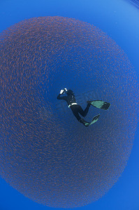 一名自由潜水员在水下拍摄幼鱼的诱饵墨西哥科利马圣本尼迪克托岛