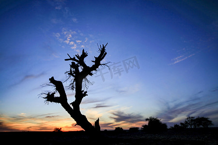 日落时分沙漠景观中干枯的树