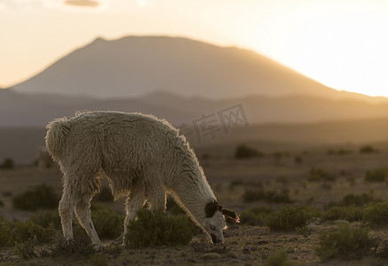 美洲大羊驼放牧南美洲南部阿尔蒂普兰诺的阿洛塔别墅玻利维亚