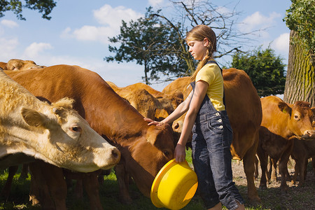 一个十几岁的女孩正在喂牛