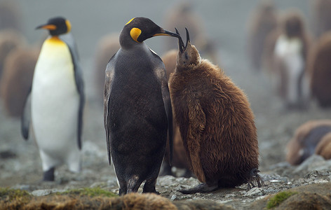南大洋麦夸里岛的国王企鹅和小企鹅