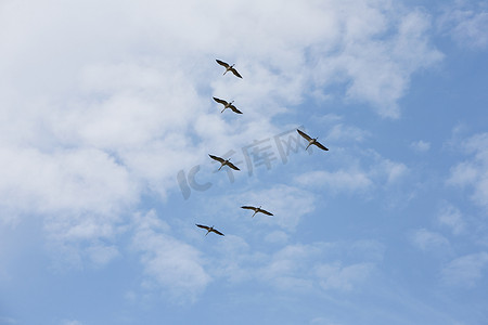 六只鸟在飞翔