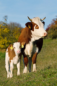 田里的母牛和小牛