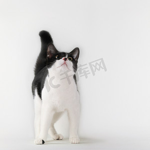 黑白猫抬头看