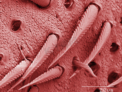 家蟋蟀腿刺的彩色扫描电子显微镜