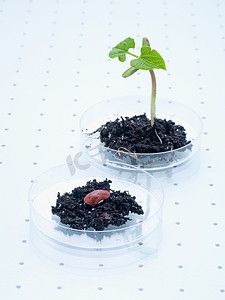 相机焦距摄影照片_一颗种子和一株植物在培养皿中