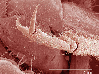 昆虫之家摄影照片_家蟋蟀的彩色扫描电子显微镜