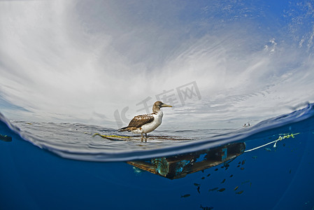 墨西哥下加利福尼亚州马加达莱纳湾漂浮木上的海鸟侧视