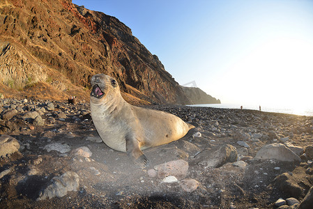 墨西哥瓜达卢佩岛岩石海滩上的北部象海豹的表面景观