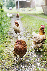 动物题材摄影照片_有机农场中的公鸡