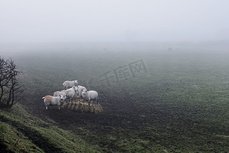 羊在有薄雾的乡村风景