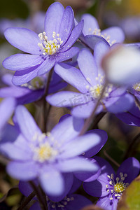 花朵摆动摄影照片_紫色花朵的特写