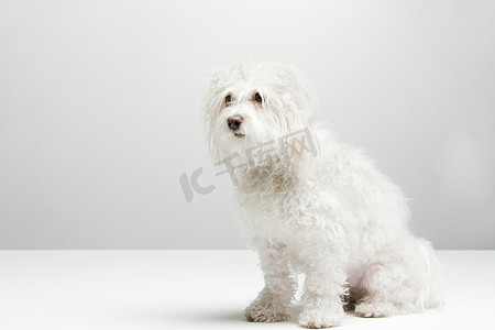 毛发动物摄影照片_一只白狗的肖像