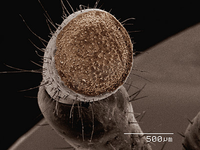 昆虫触须摄影照片_蝗虫触须的彩色扫描电子显微镜